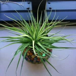 Tillandsia Ionantha Stricta | plantzone