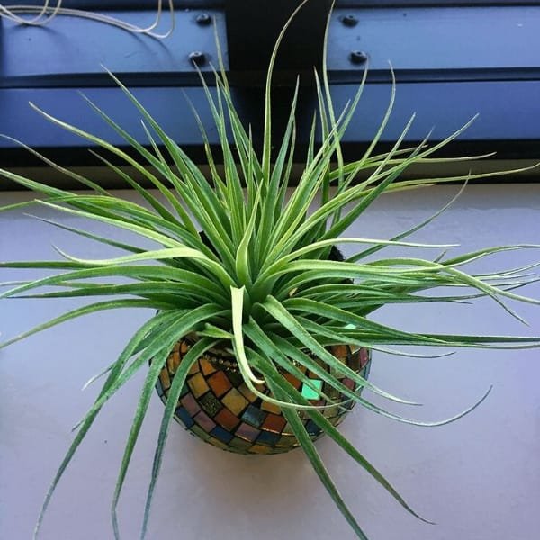 Tillandsia Ionantha Stricta | plantzone