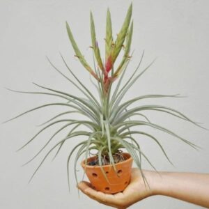 Tillandsia X Paucifolia | plantzone