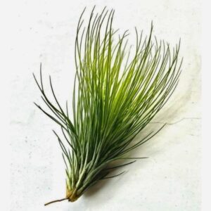 Tillandsia Funkyone | plantzone