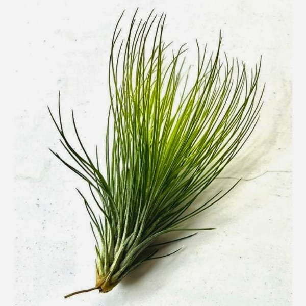 Tillandsia Funkyone | plantzone