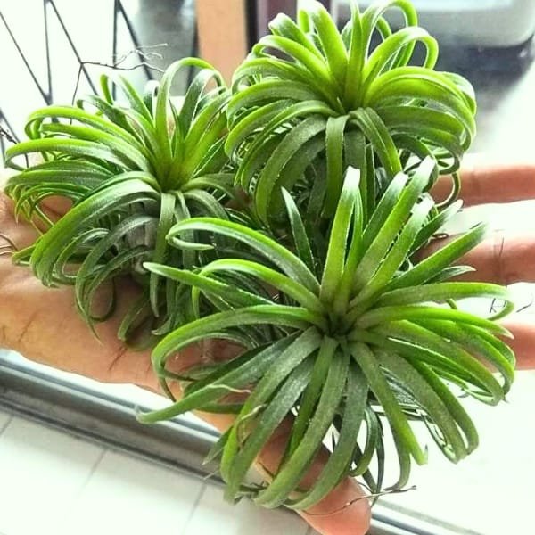 Tillandsia Ionantha Curly Leaf