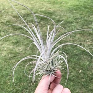 Tillandsia Pringlei | plantzone