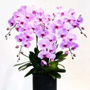 Phalaenopsis Orchid